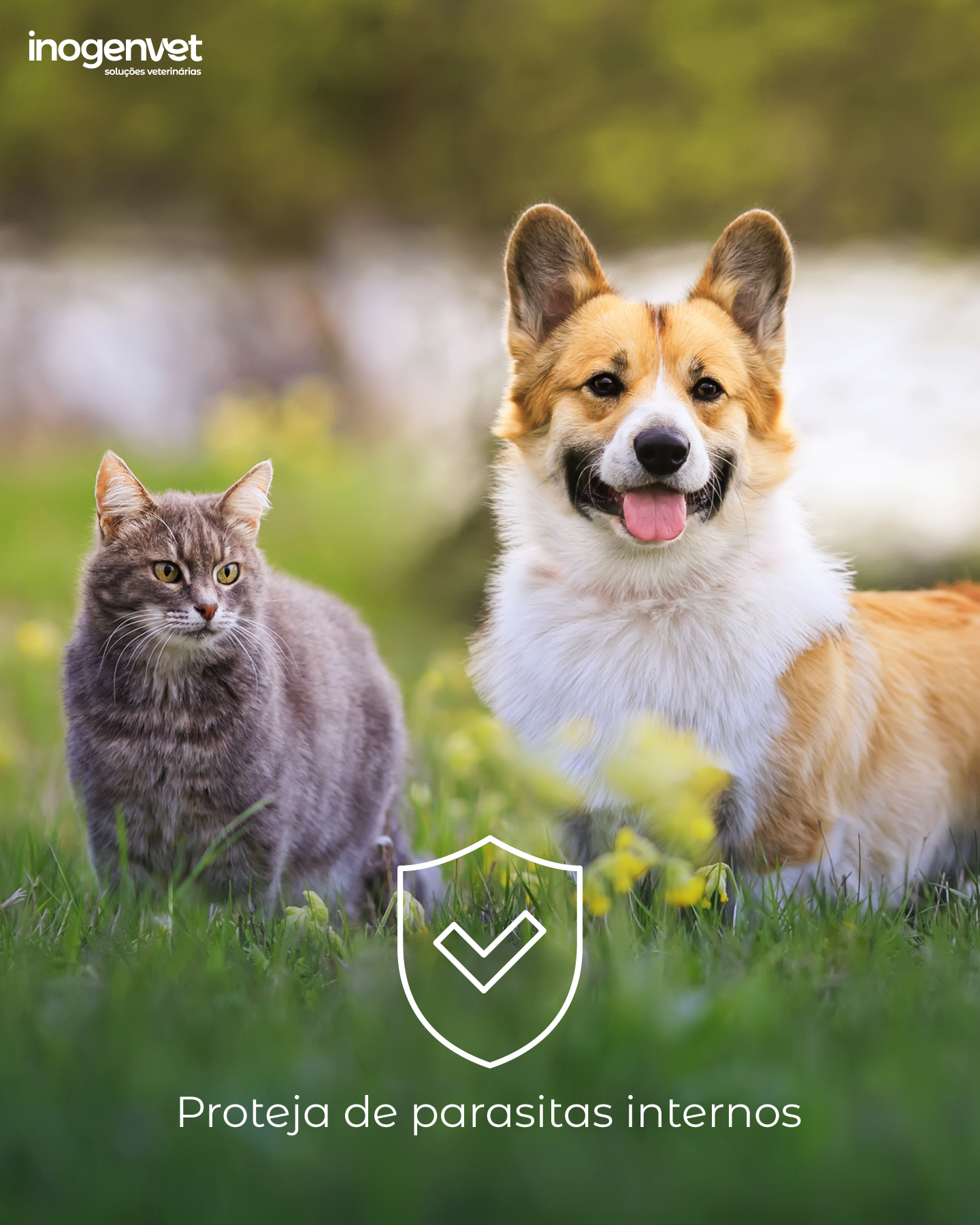 A importância de uma desparasitação estratégica