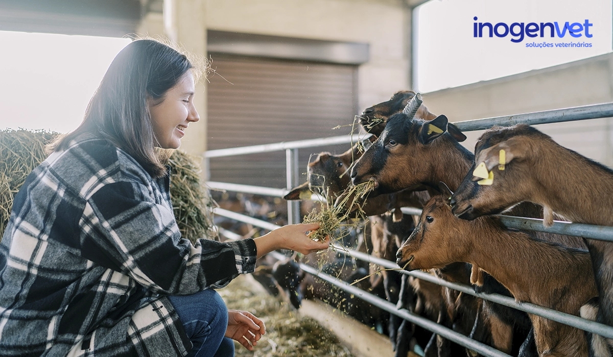 Como garantir o bem-estar animal na produção 