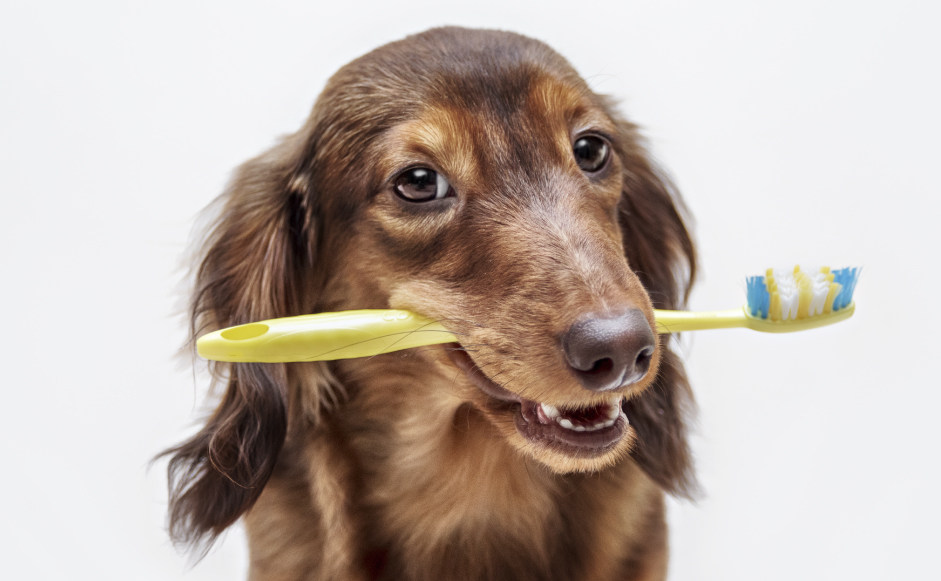 Saúde Oral nos Animais de Companhia 