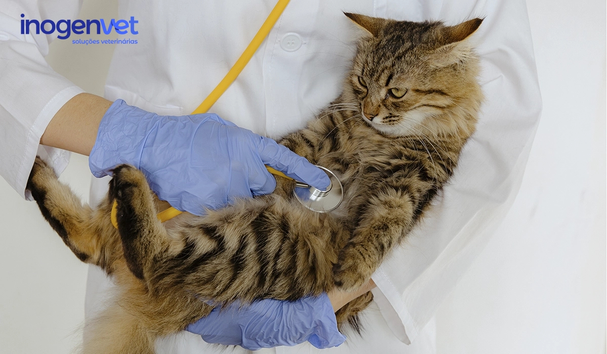 Transformar o stress em conforto: Cuidados essenciais para animais durante a interação