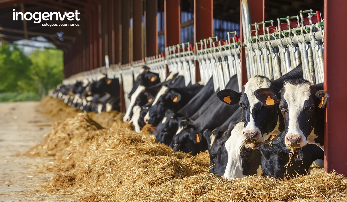 A importância dos suplementos na nutrição de animais de produção