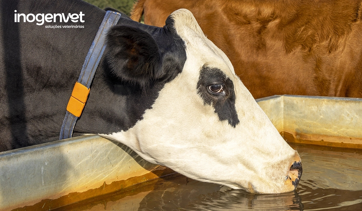 A importância da hidratação para a produtividade dos animais de produção