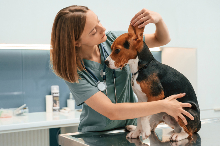 Parasitas externos e doenças transmitidas por vetores: a importância da prevenção contínua