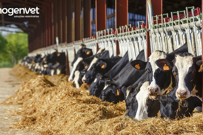 A importância dos suplementos na nutrição de animais de produção