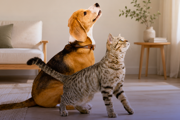 Stress térmico e ondas de calor: desafios crescentes para a saúde dos animais de companhia