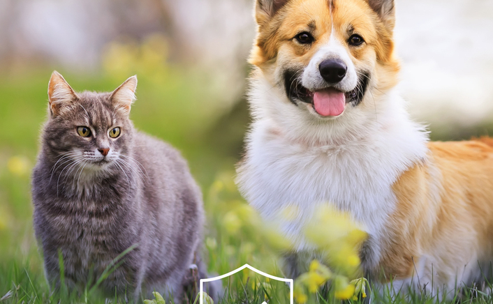 A importância de uma desparasitação estratégica