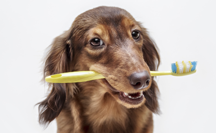 Saúde Oral nos Animais de Companhia 