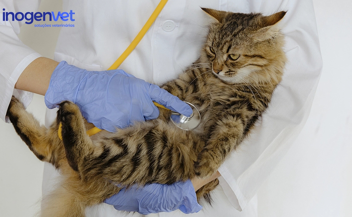 Transformar o stress em conforto: Cuidados essenciais para animais durante a interação