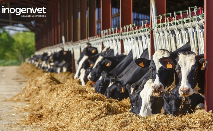 A importância dos suplementos na nutrição de animais de produção