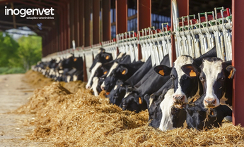 A importância dos suplementos na nutrição de animais de produção