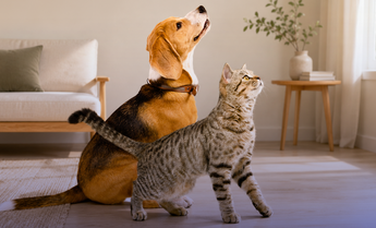 Stress térmico e ondas de calor: desafios crescentes para a saúde dos animais de companhia