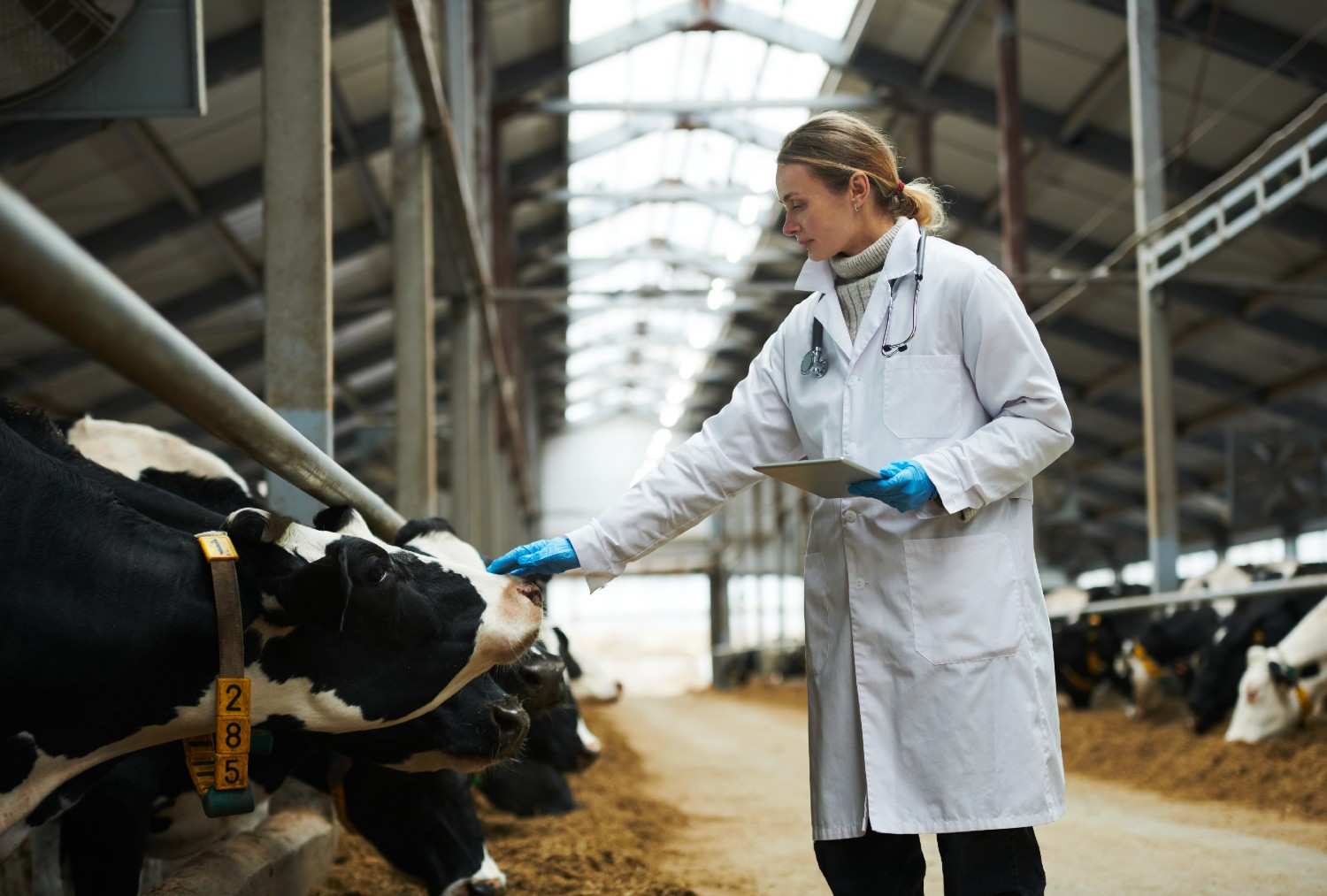 ANIMAIS DE PRODUÇÃO ANIMAIS DE PRODUÇÃO